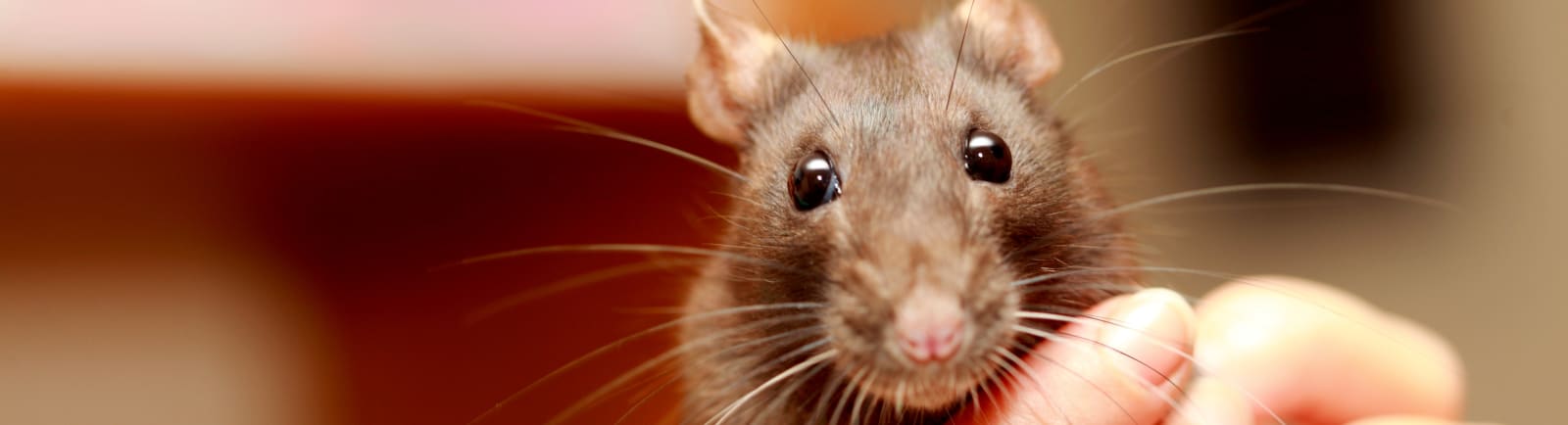pet rat at animal clinic