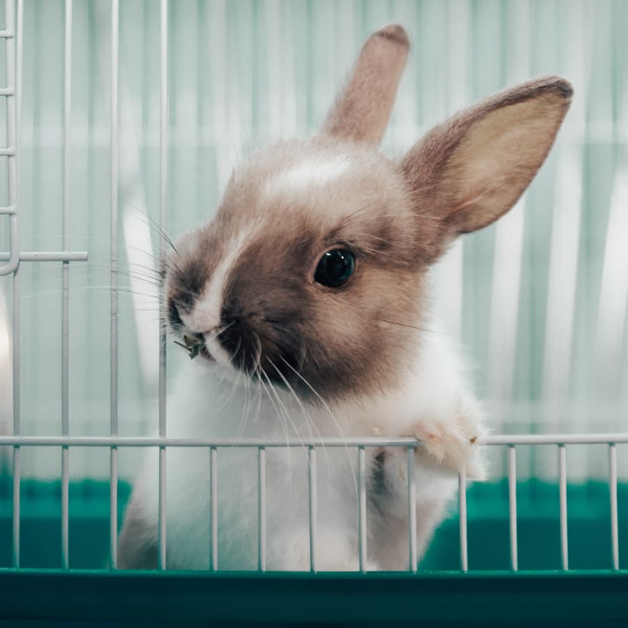 Small Mammal Vet in Mankato